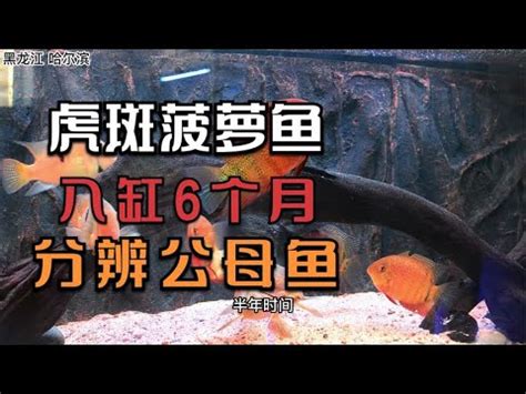 菠蘿魚品種|【波羅魚種類】波羅魚，觀賞魚愛好者的夢幻收藏！